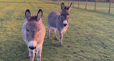 Abandoned donkeys rescued by Donkey Sanctuary